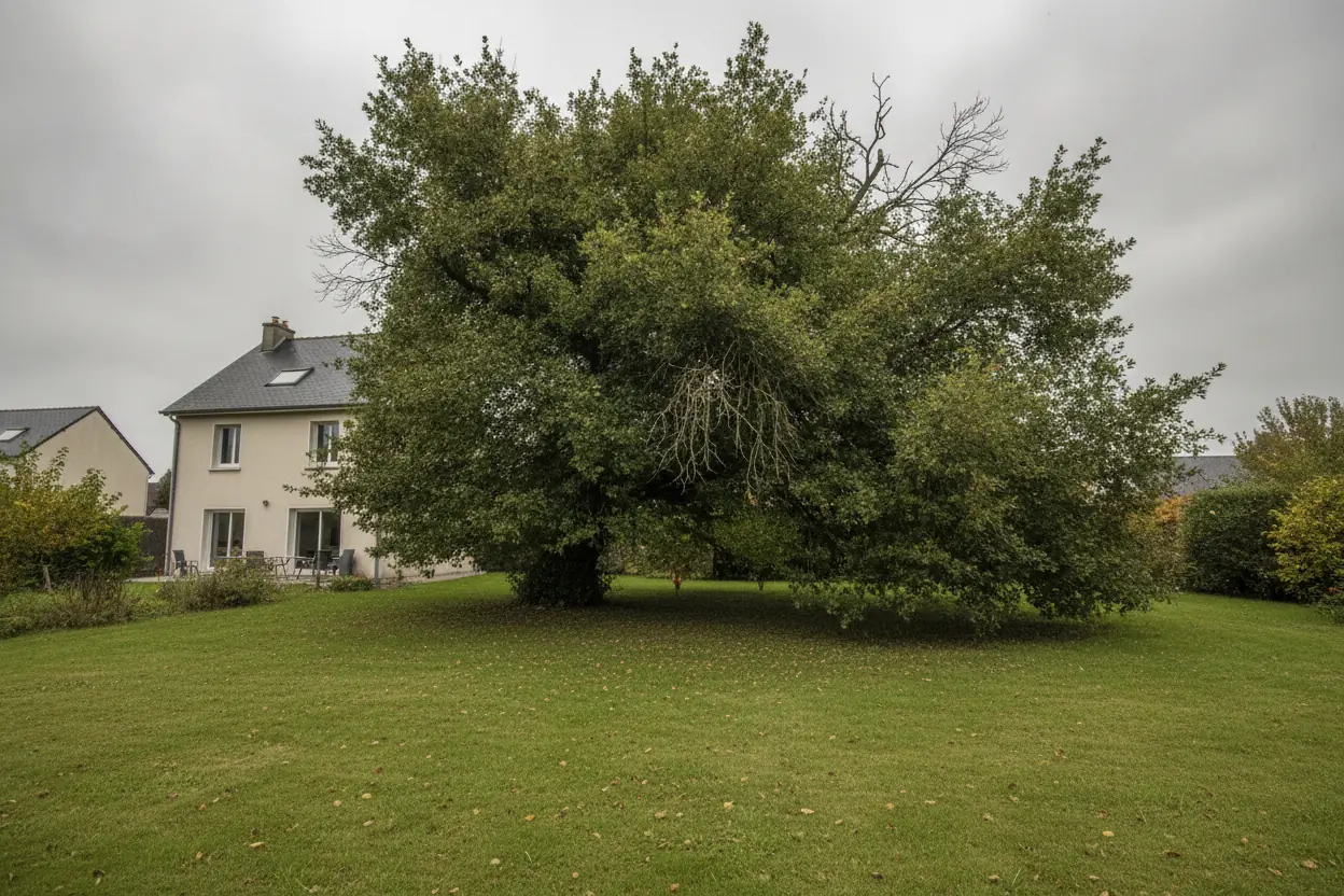 Grand chêne avec houppier déséquilibré avant élagage dans un jardin de Venoix à Caen
