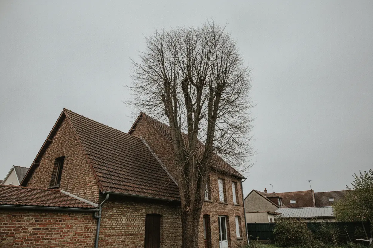 Jardin dégagé après démontage du marronnier par grimpe sur cordes, Caen Saint-Jean